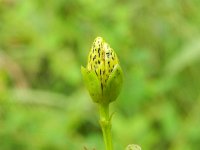 Hypericum maculatum ssp obtusiusculum 11, Gevlekt hertshooi, Saxifraga-Rutger Barendse