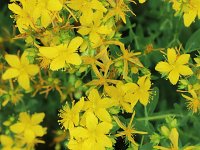 Hypericum perforatum 20, Sint-Janskruid, Saxifraga-National Botanical Garden of Latvia