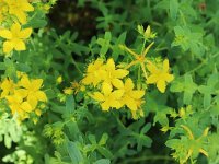 Hypericum perforatum 21, Sint-Janskruid, Saxifraga-National Botanical Garden of Latvia