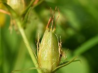 Hypericum perforatum 27, Sint-Janskruid, Saxifraga-Sonja Bouwman