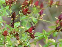 Hypericum perforatum 28, Sint-Janskruid, Saxifraga-Tom Heijnen