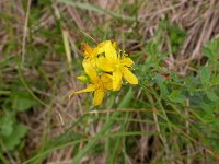 Hypericum perforatum, St. John's Wort