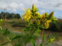 Hypericum perforatum 4, Sint-Janskruid, Saxifraga-Rutger Barendse