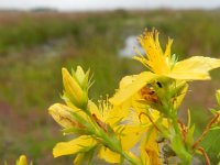 Hypericum perforatum 10, Sint-Janskruid, Saxifraga-Rutger Barendse