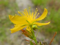 Hypericum perforatum 11, Sint-Janskruid, Saxifraga-Rutger Barendse