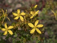 Hypericum perforatum 13, Sint-Janskruid, Saxifraga-Willem van Kruijsbergen