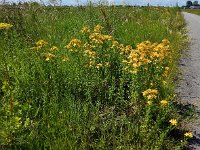 Hypericum perforatum 16, Sint-Janskruid, Saxifraga-Ed Stikvoort