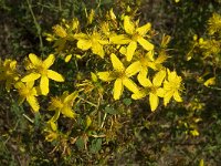 Hypericum perforatum 2, Sint-Janskruid, Saxifraga-Jan van der Straaten