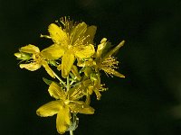 Hypericum perforatum 3, Sint-Janskruid, Saxifraga-Jan van der Straaten