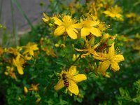 Hypericum perforatum, St. John's-wort