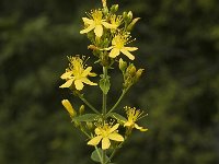 Hypericum pulchrum, Slender St. Johns-wort