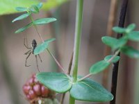 Hypericum pulchrum 10, Fraai hertshooi, Saxifraga-Rutger Barendse