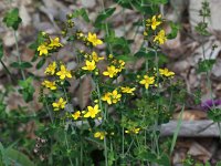 Hypericum pulchrum 6, Fraai hertshooi, Saxifraga-Peter Meininger