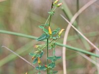 Hypericum pulchrum 7, Fraai hertshooi, Saxifraga-Rutger Barendse