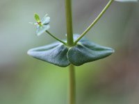 Hypericum pulchrum 8, Fraai hertshooi, Saxifraga-Rutger Barendse