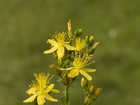 Hypericum pulchrum 2, Fraai hersthooi, Saxifraga-Jan van der Straaten