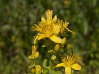 Hypericum pulchrum 4, Fraai hertshooi, Saxifraga-Jan van der Straaten