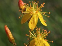 Hypericum pulchrum 5, Fraai hersthooi, Saxifraga-Hans Dekker