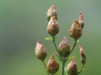 Hypericum pulchrum 9, Fraai hertshooi, Saxifraga-Rutger Barendse