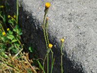 Hypochaeris glabra 10, Glad biggenkruid, Saxifraga-Ed Stikvoort