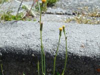 Hypochaeris glabra 13, Glad biggenkruid, Saxifraga-Ed Stikvoort