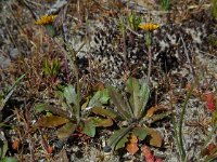 Hypochaeris glabra 15, Glad biggenkruid, Saxifraga-Ed Stikvoort