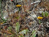 Hypochaeris glabra 16, Glad biggenkruid, Saxifraga-Ed Stikvoort