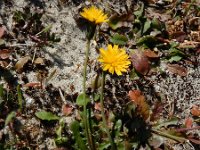 Hypochaeris glabra 17, Glad biggenkruid, Saxifraga-Ed Stikvoort