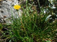 Hypochaeris glabra 20, Glad biggenkruid, Saxifraga-Ed Stikvoort