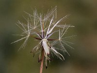 Hypochaeris glabra 7, Glad biggenkruid, Saxifraga-Peter Meininger