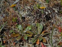 Hypochaeris glabra 15, Glad biggenkruid, Saxifraga-Ed Stikvoort