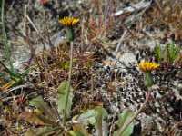 Hypochaeris glabra 16, Glad biggenkruid, Saxifraga-Ed Stikvoort