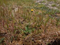 Hypochaeris glabra 21, Glad biggenkruid  Saxifraga-Peter Meininger