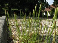 Hypochaeris glabra 23, Glad biggenkruid, Saxifraga-Rutger Barendse