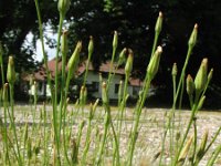 Hypochaeris glabra 24, Glad biggenkruid, Saxifraga-Rutger Barendse