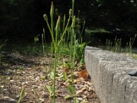 Hypochaeris glabra 25, Glad biggenkruid, Saxifraga-Rutger Barendse