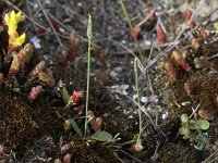 Hypochaeris glabra 8, Glad biggenkruid, Saxifraga-Peter Meininger