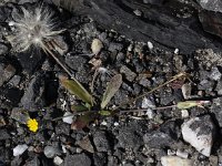 Hypochaeris glabra 9, Glad biggenrkuid, Saxifraga-Peter Meininger