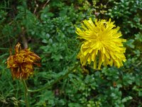 Hypochaeris maculata 20, Gevlekt biggenkruid, Saxifraga-Hans Grotenhuis