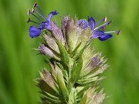 Hyssopus officinalis 6, Hyssop, Saxifraga-Sonja Bouwman  800. Hyssop - Hyssopus officinalis - Lamiaceae familie (zw)