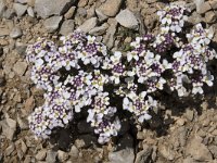 Iberis carnosa 11, Saxifraga-Willem van Kruijsbergen