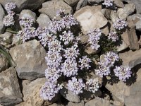 Iberis carnosa 12, Saxifraga-Willem van Kruijsbergen