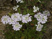 Iberis gibraltarica 3, Saxifraga-Willem van Kruijsbergen