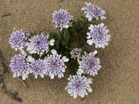 Iberis procumbens 18, Saxifraga-Willem van Kruijsbergen