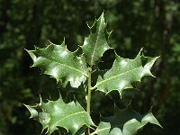 Ilex aquifolium 2, Hulst, Saxifraga-Jan van der Straaten