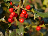 Ilex aquifolium 25, Hulst, Saxifraga-Tom Heijnen