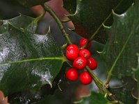 Ilex aquifolium 6, Hulst, Saxifraga-Hans Dekker