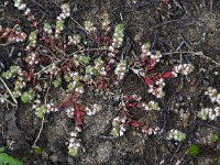 Illecebrum verticillatum 38, Grondster, Saxifraga-Hans Dekker