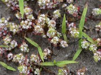 Illecebrum verticillatum 41, Grondster, Saxifraga-Tom Heijnen