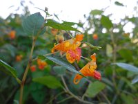 Impatiens capensis 11, Oranje springzaad, Saxifraga-Ed Stikvoort